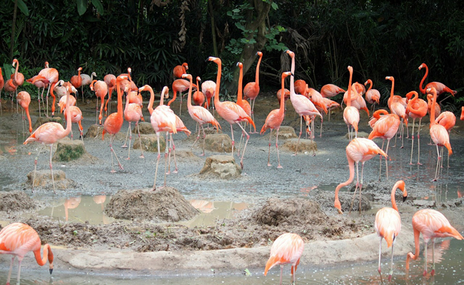 Flamingos at Jurong Lake Park