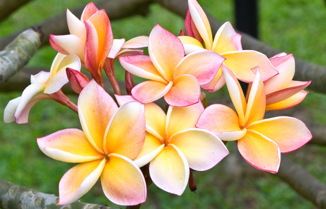 Myanmar flower frangipani 
