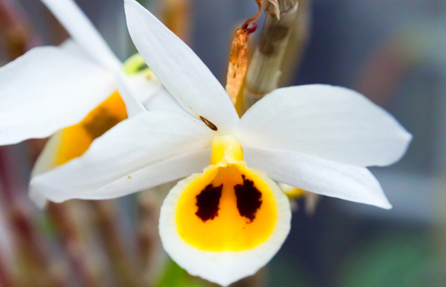 Myanmar Flower Orchid