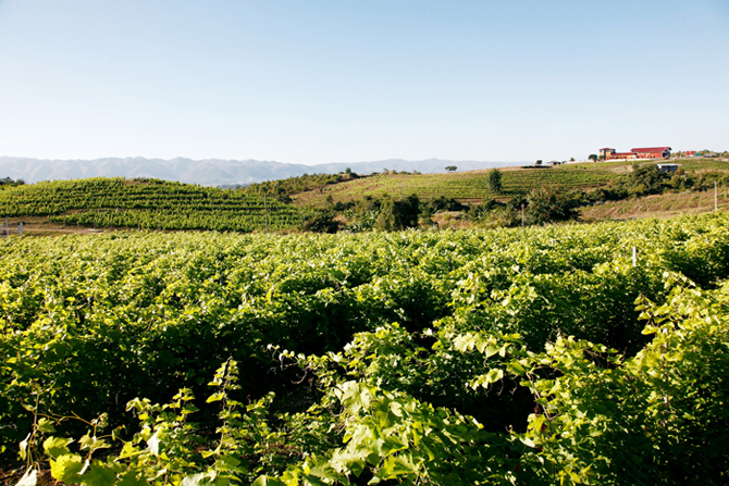 The estate is home to 400,000 plants imported from France and Spain after experiments determining what grapes would grow best in the soil and cooler climate of the region.